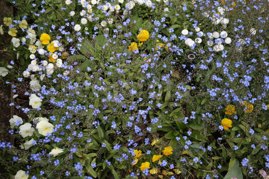 Море незабудок