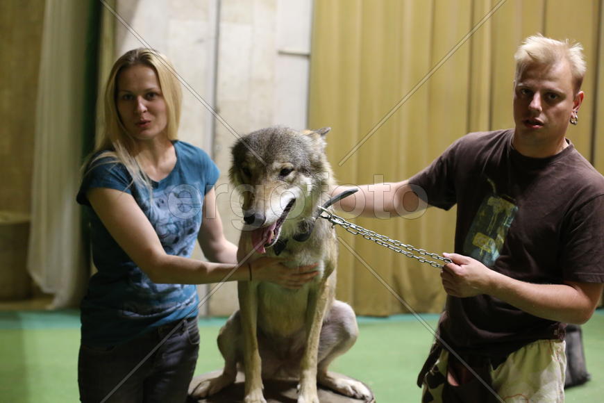 Волк, театр Дурова, дрессировщики