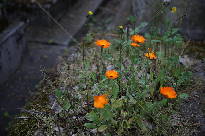 Ноготки. Кладбище.