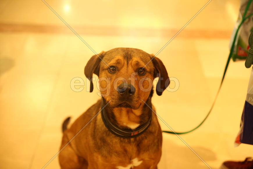 Добрый собачий взгляд