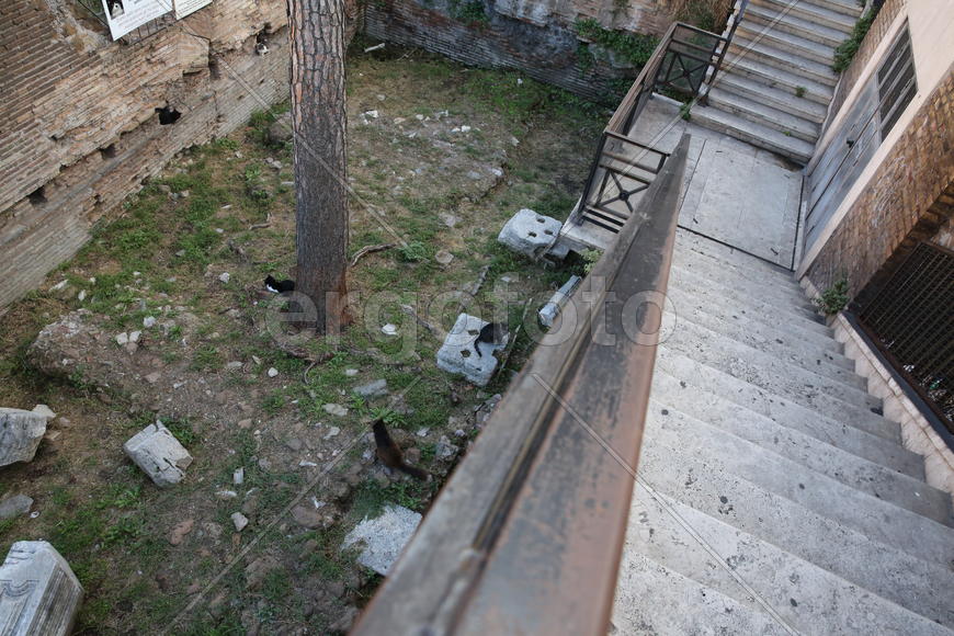 Кошки на развалинах