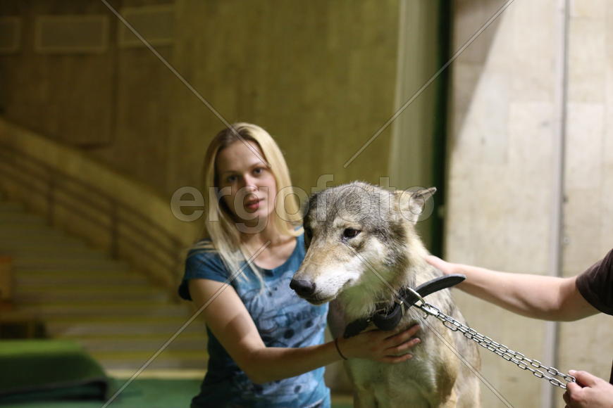 Волк, театр Дурова