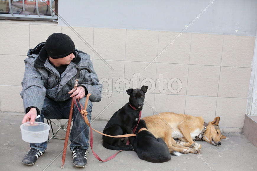 Попрошайка с собаками