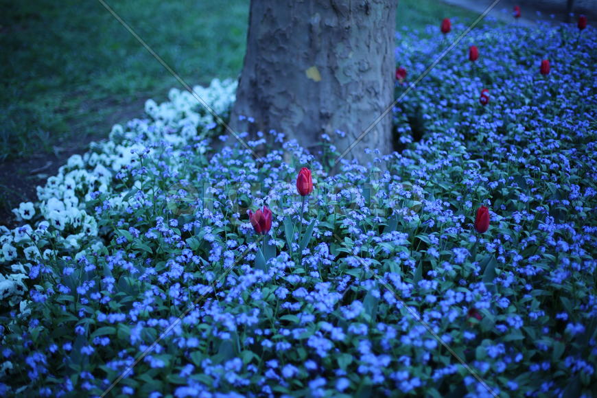 Незабудки под деревом