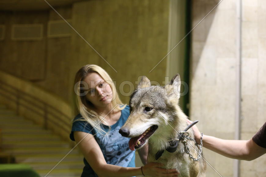 Волк, театр Дурова