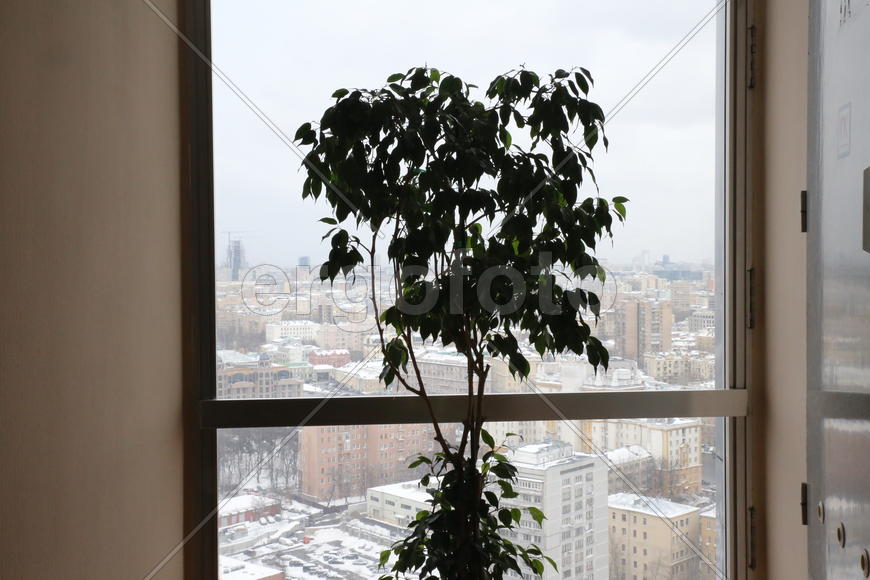 Дерево и стекло.