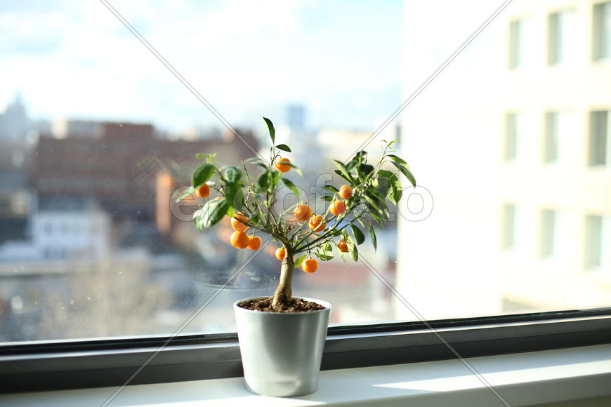 Мандаринчики на окне