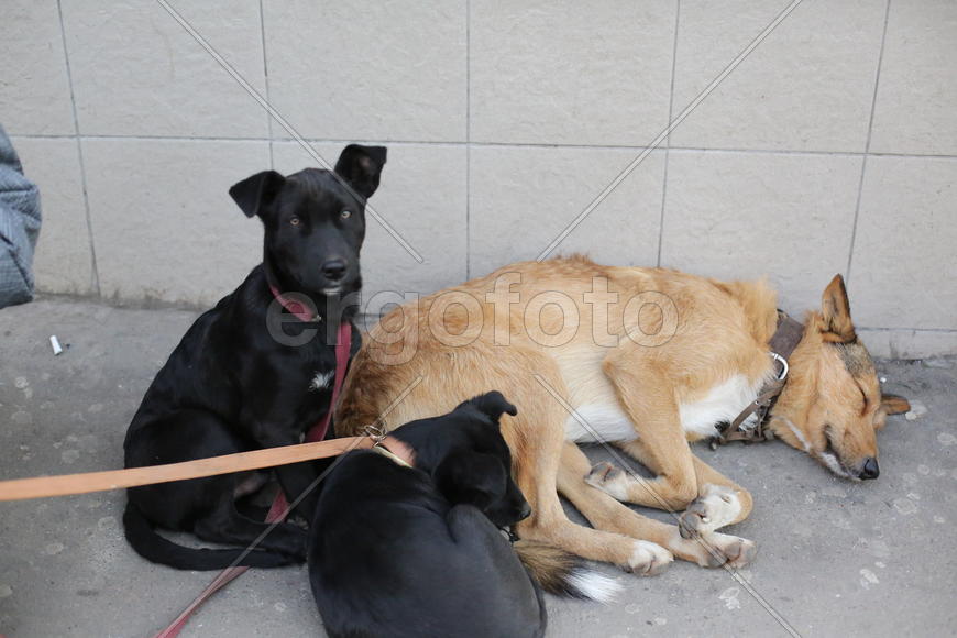 Собаки попрошайки