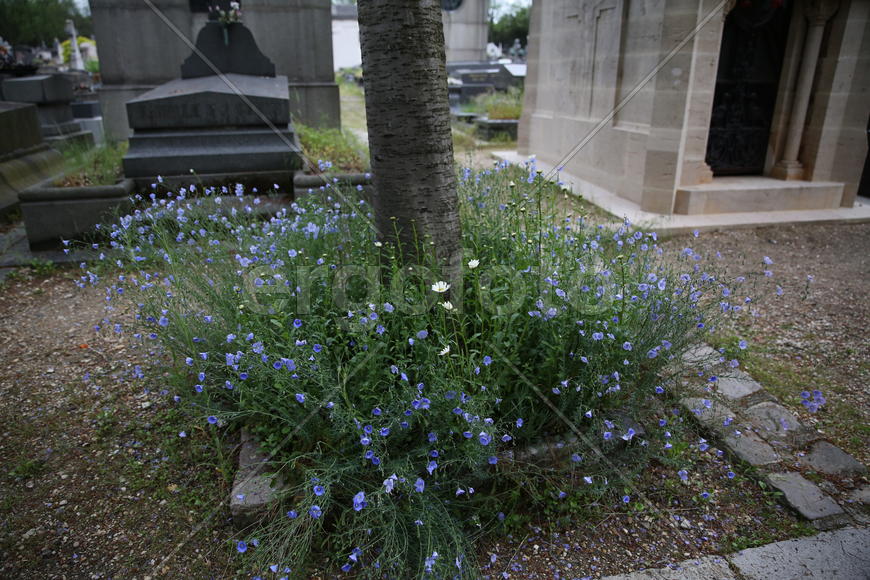 Незабудки Парижа.