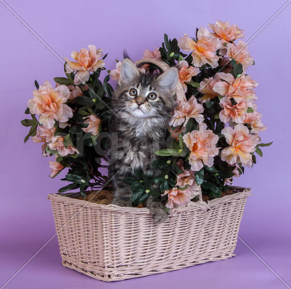 Котенок в цветах