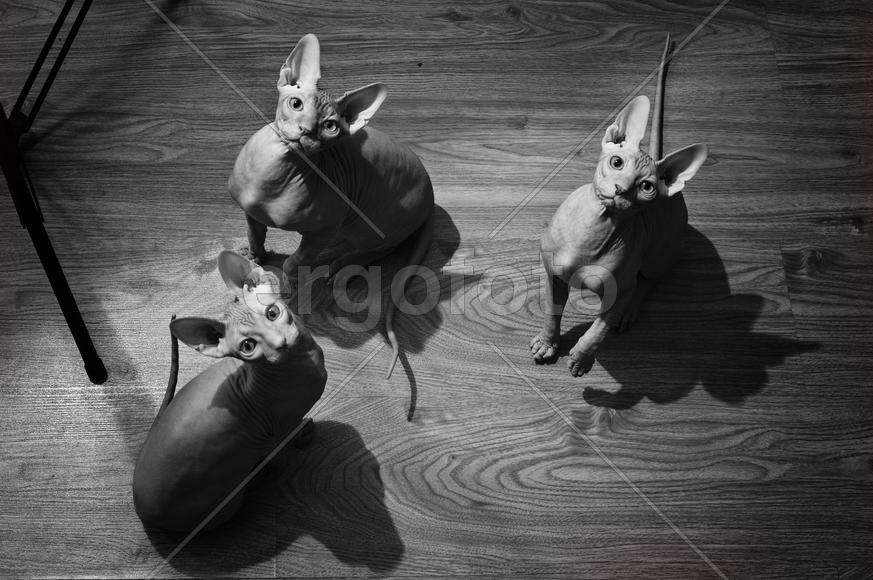 Египетский треугольник