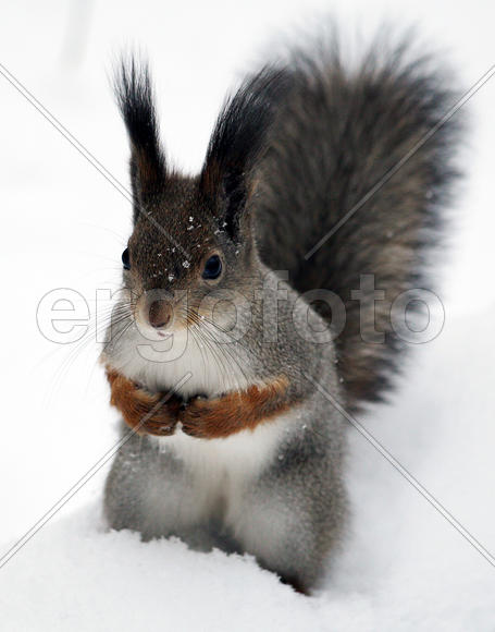 "Дайте и мне кусочек"