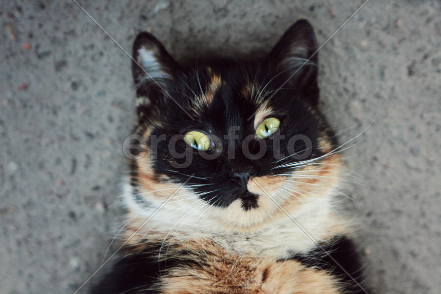 Портрет черепаховой кошки 