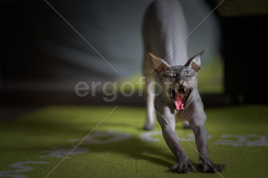 Эх, проглочу...