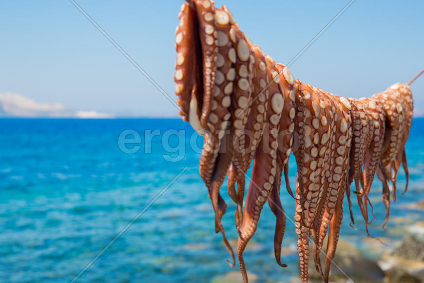 Щупальца осьминога