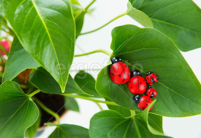 Семья божьих коровок 