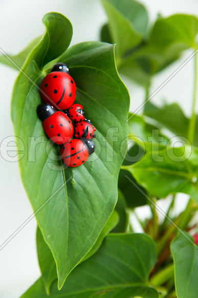 Семья божьих коровок на комнатном цветке