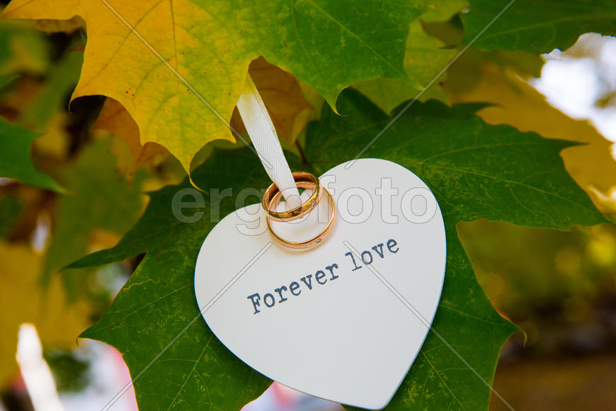 Золотые кольца на дереве