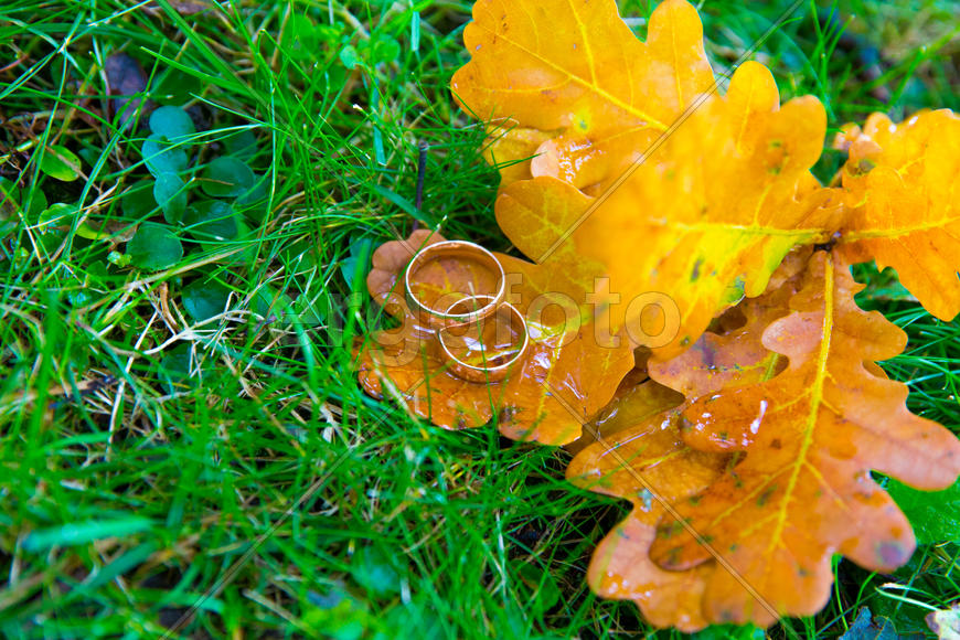 Свадебные кольца на листьях дуба