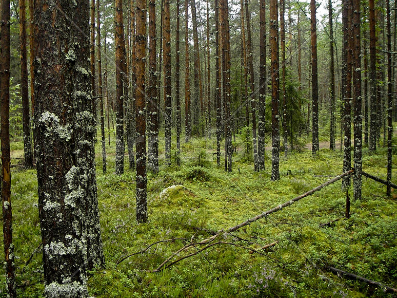 Мшистый лес
