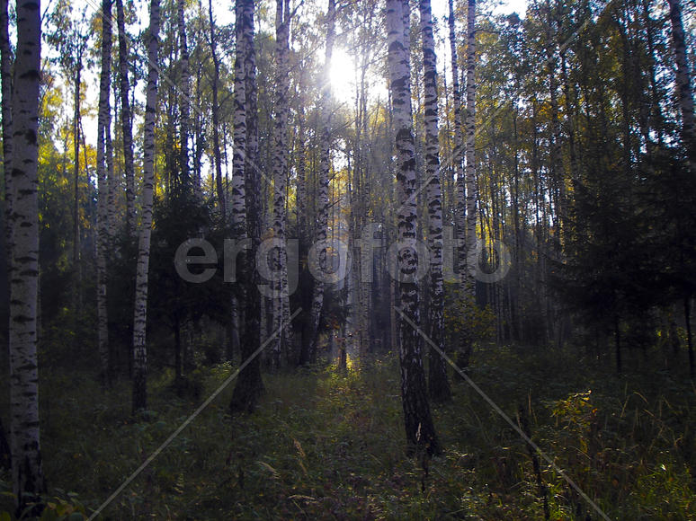 Березовый лес