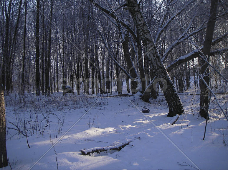 В лесу зимой.