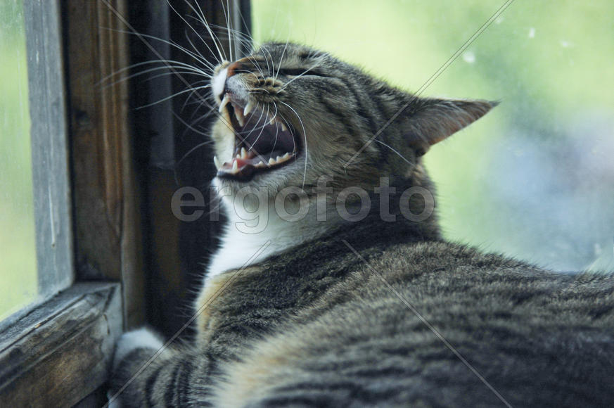 Кошка зевает.