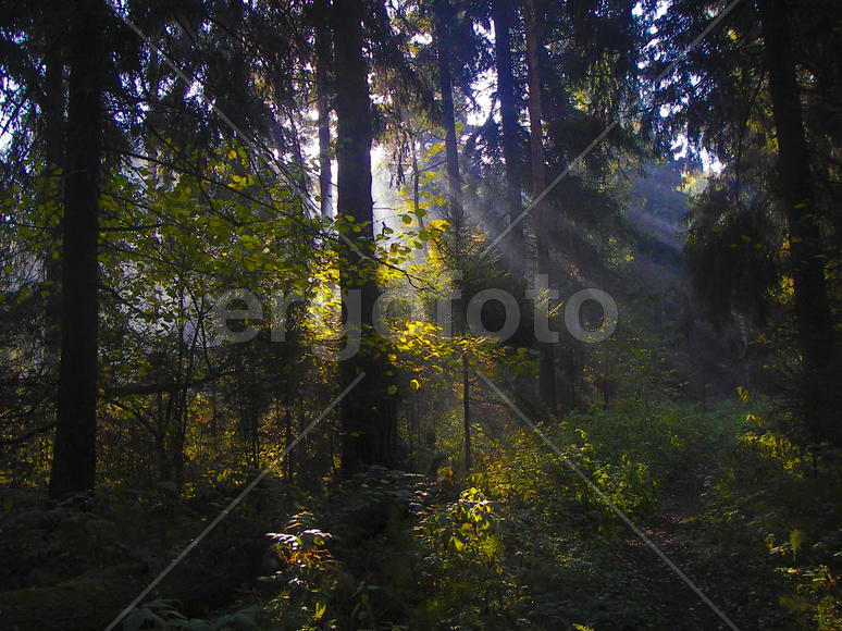 Луч света сквозь ветви