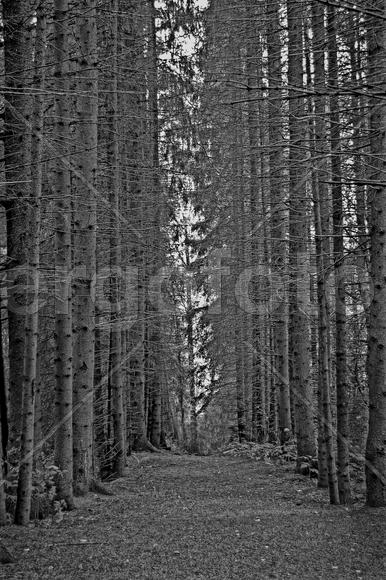 Серебряный лес