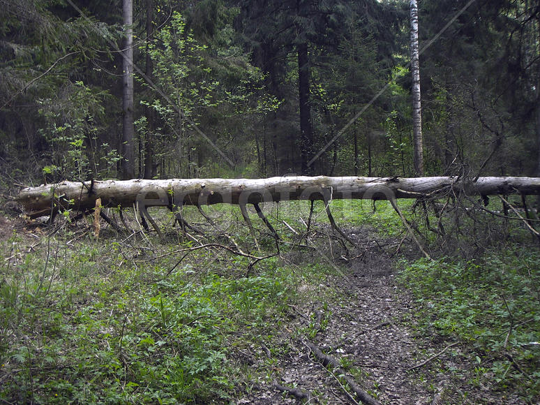 Лесной крокодил