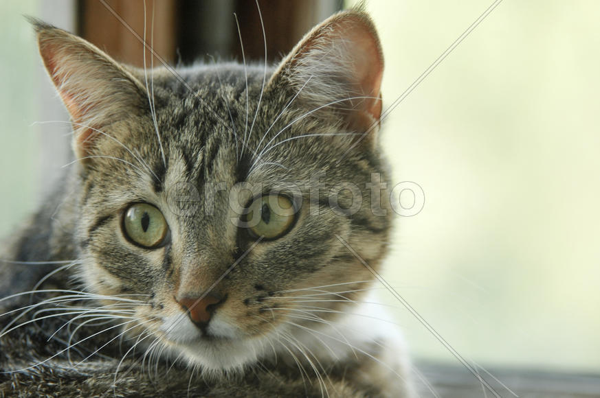 Кто-то позвал кота, и он повернул голову.