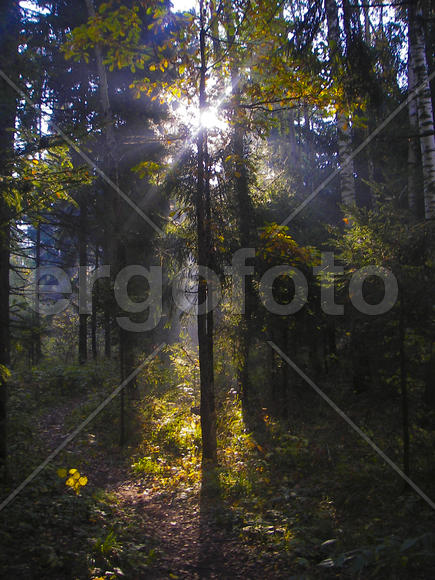 Свет сквозь ветви 