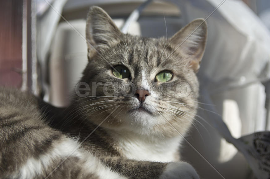 Серенькая кошка задумчиво смотрит вдаль