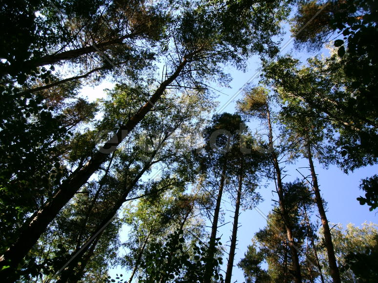 Голубое небо