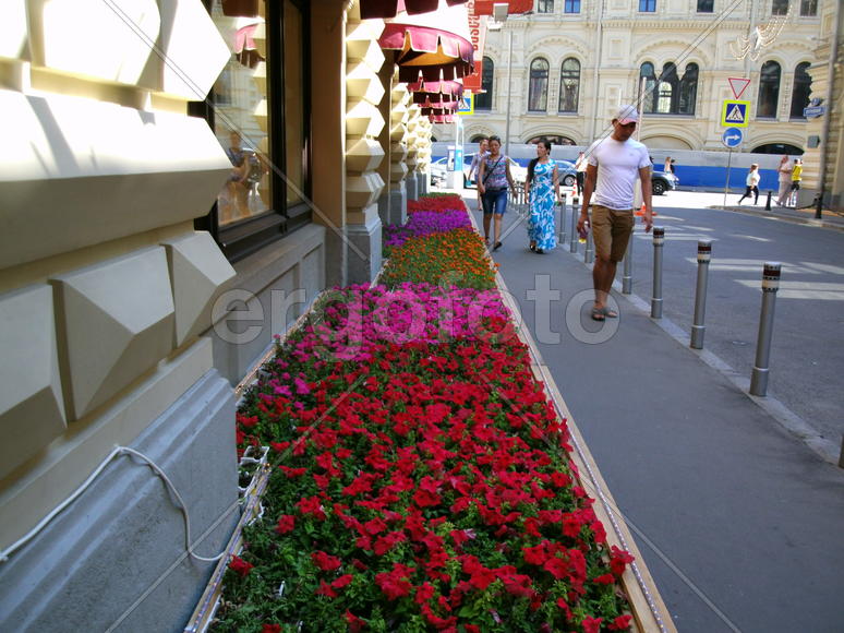 Ковер из цветов           