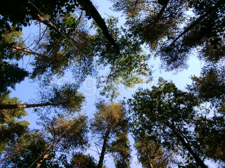 Взгляд ввысь     