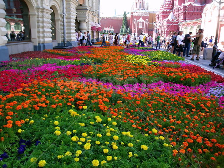 Цветы-цветы             