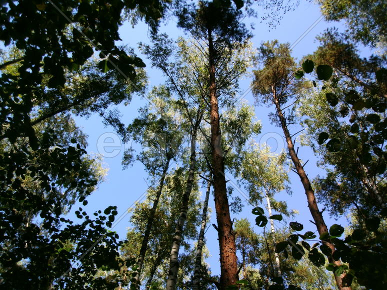 Солнечный день в лесу