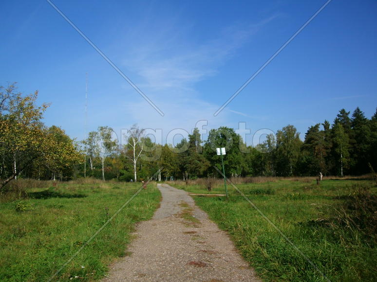 Дорога на поляне