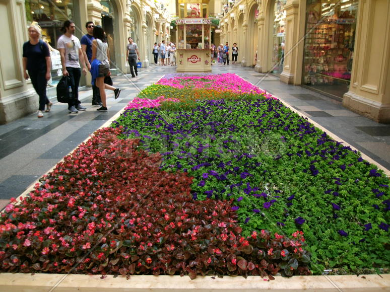 Клумбы с цветами в ГУМе              