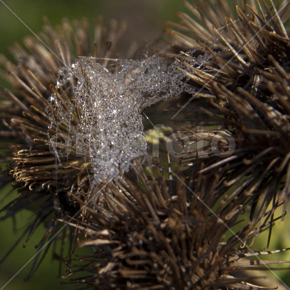 Паутинка и капли