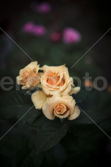 Желтые розы