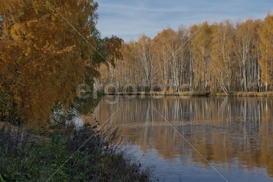 Березовая роща у берега