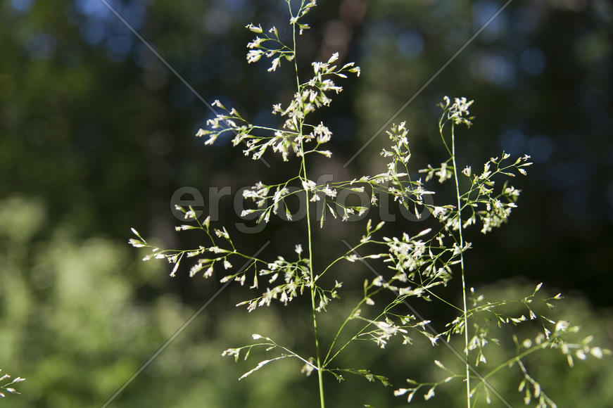 Летняя природа