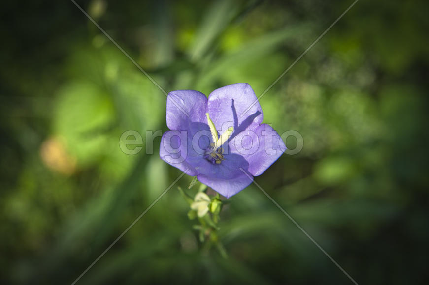 Цветочек-колокольчик