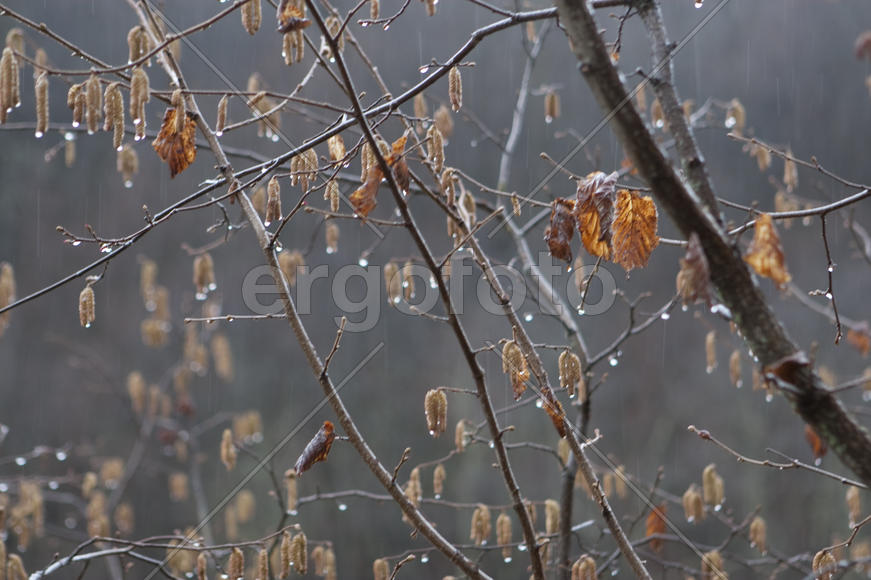 Ветки под дождем