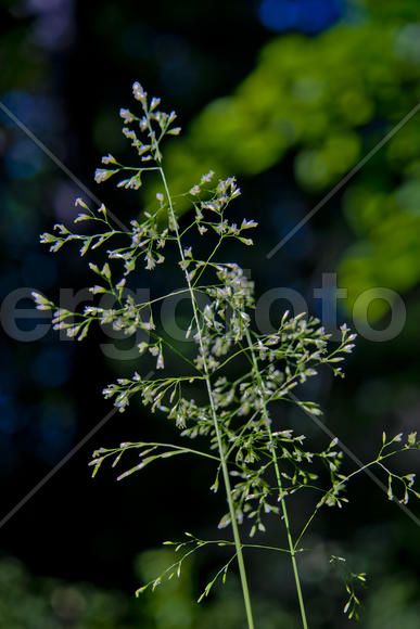 Летние травинки