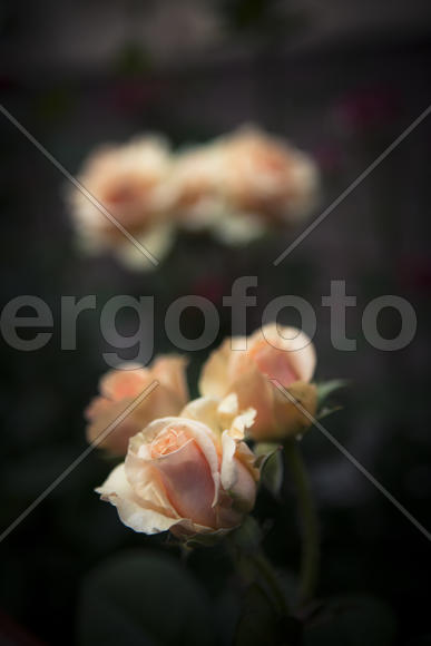 Желтые розы. Нежность