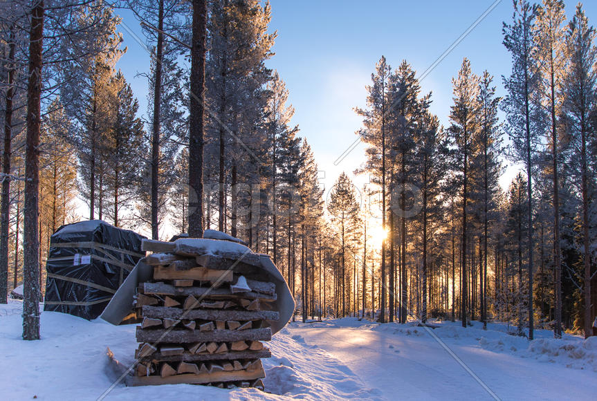 поленница в лесу