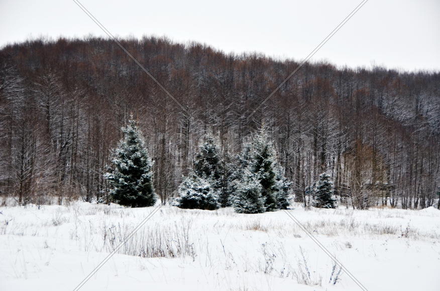 авангард елок